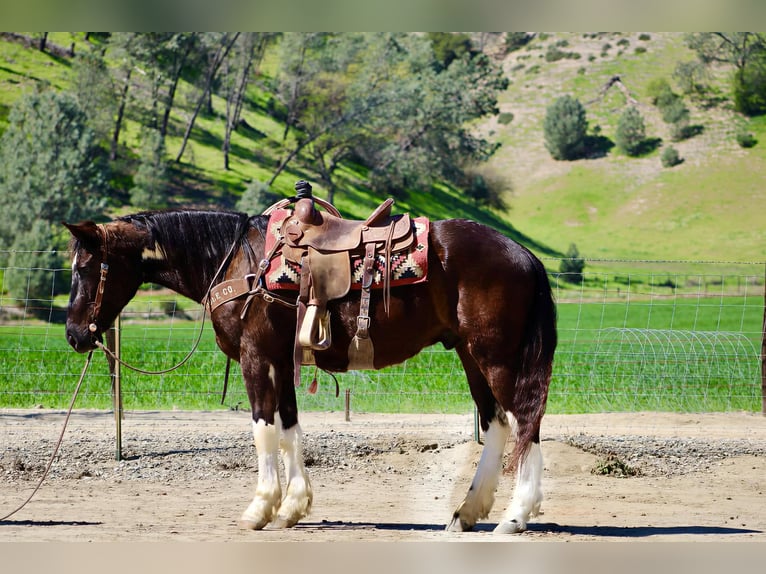 caballo de tiro Caballo castrado 5 años 163 cm Negro in Tres Pinos