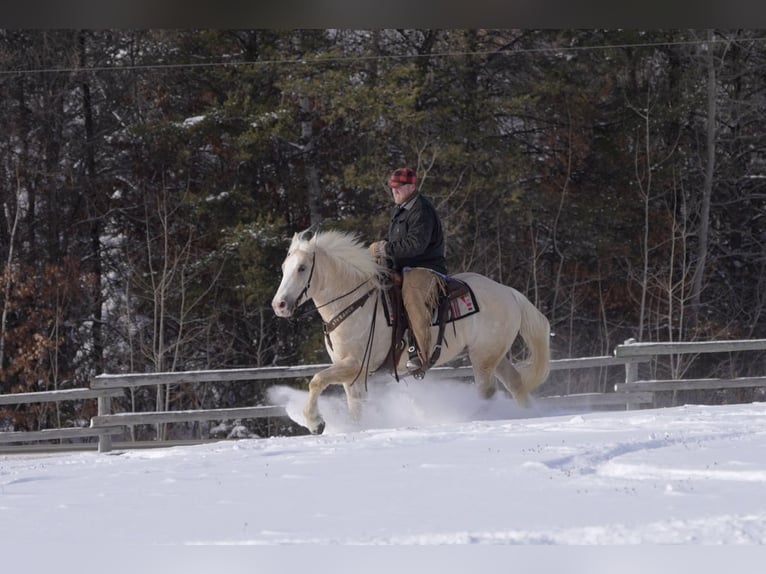 caballo de tiro Mestizo Caballo castrado 5 años 163 cm Palomino in Nevis
