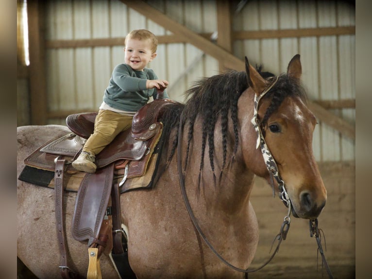 caballo de tiro Mestizo Caballo castrado 5 años 163 cm Ruano alazán in Fresno