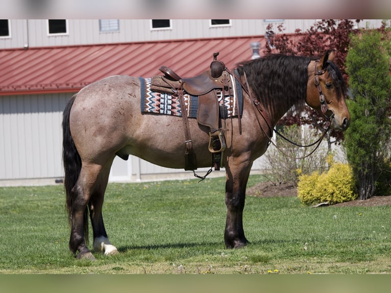 caballo de tiro Mestizo Caballo castrado 5 años 163 cm Ruano alazán in Fresno