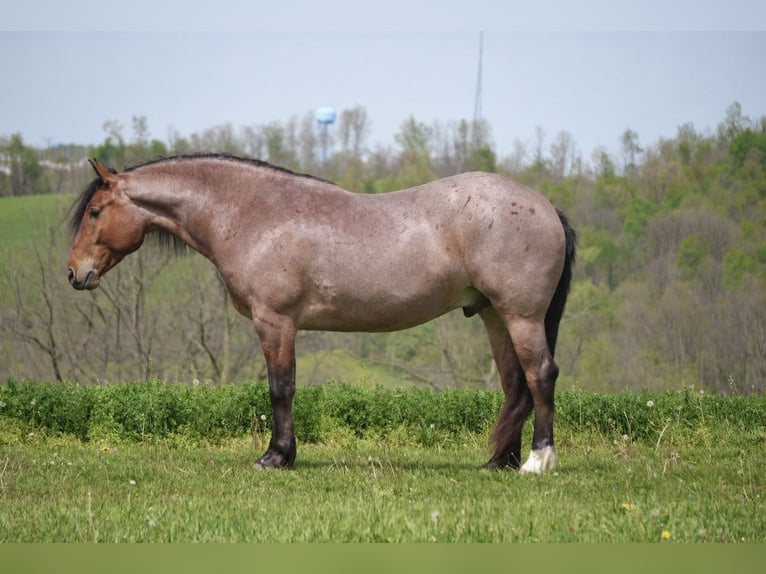 caballo de tiro Mestizo Caballo castrado 5 años 163 cm Ruano alazán in Fresno