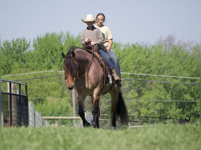 caballo de tiro Mestizo Caballo castrado 5 años 163 cm Ruano alazán in Fresno