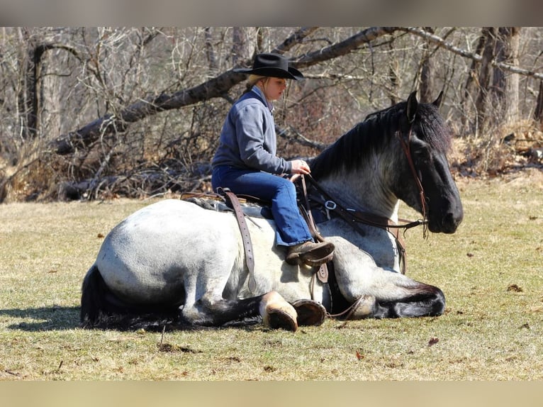 caballo de tiro Mestizo Caballo castrado 5 años 163 cm Ruano azulado in Cook Forest, PA