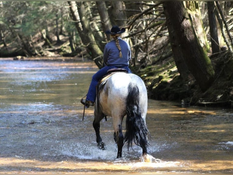 caballo de tiro Mestizo Caballo castrado 5 años 163 cm Ruano azulado in Cook Forest, PA