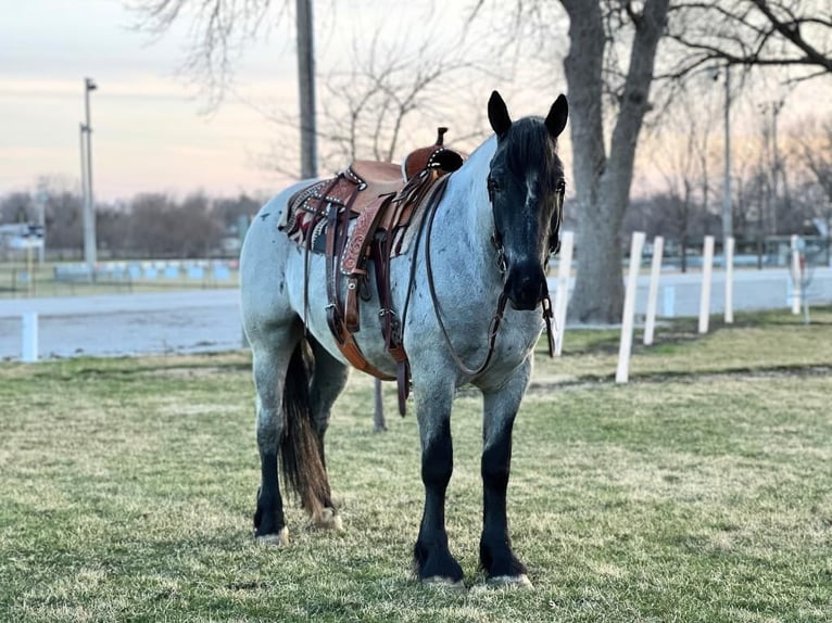 caballo de tiro Mestizo Caballo castrado 5 años 163 cm Ruano azulado in Zearing, IA