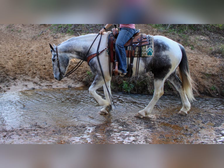caballo de tiro Mestizo Caballo castrado 5 años 163 cm Tordo in Rusk