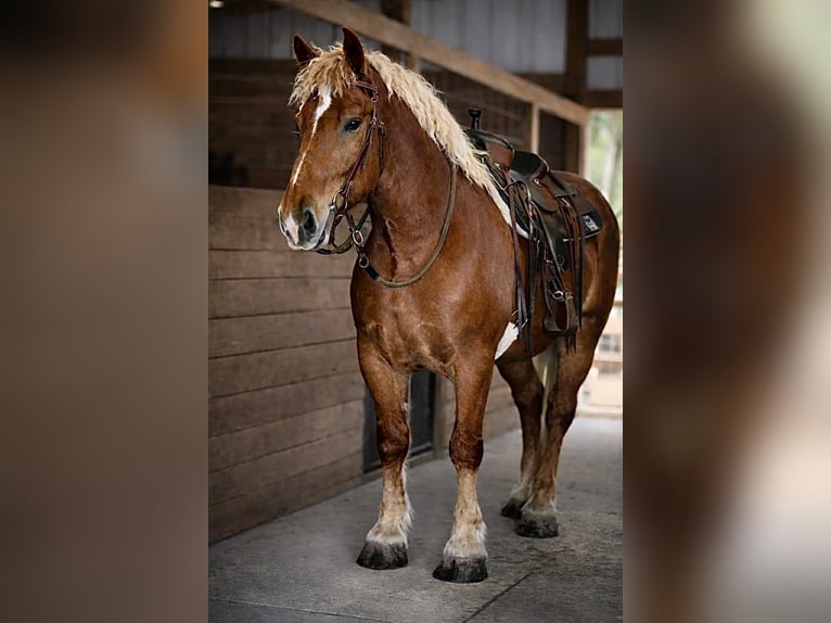 caballo de tiro Caballo castrado 5 años 165 cm Alazán-tostado in Land O Lakes