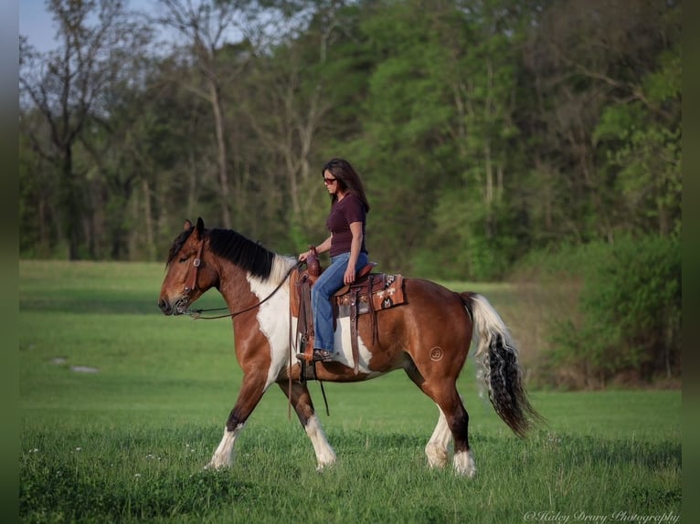 caballo de tiro Mestizo Caballo castrado 5 años 165 cm Castaño rojizo in Auburn