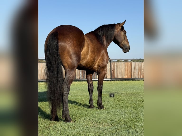 caballo de tiro Mestizo Caballo castrado 5 años 165 cm Castaño rojizo in Jacksboro