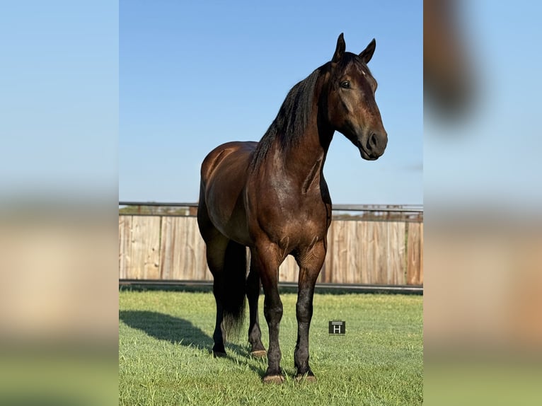 caballo de tiro Mestizo Caballo castrado 5 años 165 cm Castaño rojizo in Jacksboro