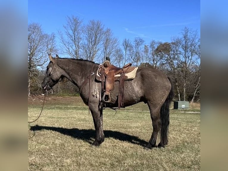 caballo de tiro Caballo castrado 5 años 165 cm Grullo in Bloomington IN