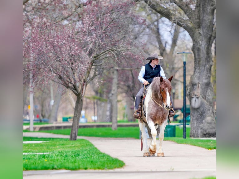 caballo de tiro Caballo castrado 5 años 165 cm Ruano alazán in Independence IA