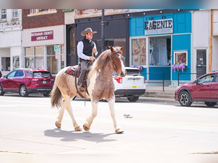caballo de tiro Caballo castrado 5 años 165 cm Ruano alazán in Independence IA