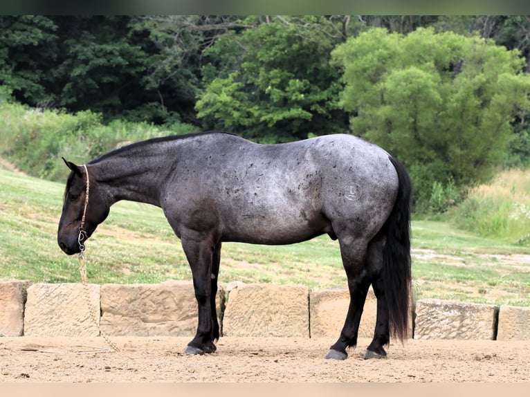 caballo de tiro Mestizo Caballo castrado 5 años 165 cm Ruano azulado in Millersburg