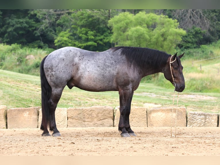 caballo de tiro Mestizo Caballo castrado 5 años 165 cm Ruano azulado in Millersburg