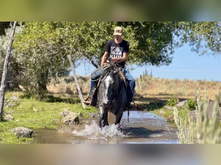 caballo de tiro Mestizo Caballo castrado 5 años 165 cm Ruano azulado in Saint Anthony