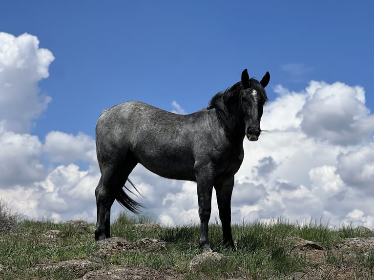 caballo de tiro Mestizo Caballo castrado 5 años 165 cm Ruano azulado in Saint Anthony