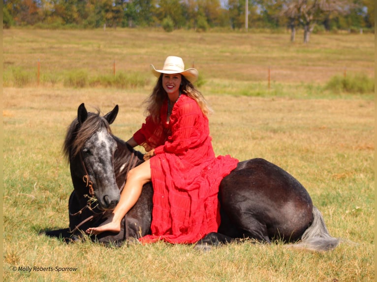 caballo de tiro Mestizo Caballo castrado 5 años 165 cm Tordo in Baxter Springs, KS