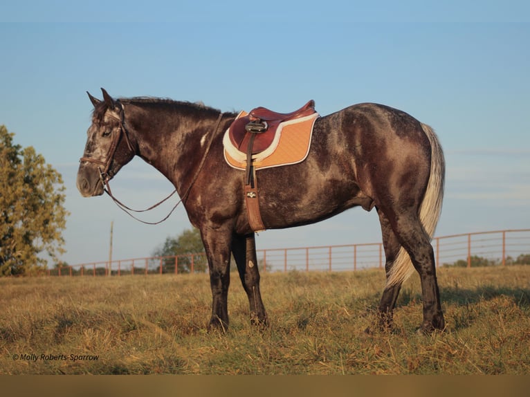 caballo de tiro Mestizo Caballo castrado 5 años 165 cm Tordo in Baxter Springs, KS