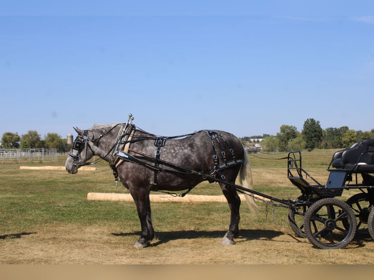 caballo de tiro Mestizo Caballo castrado 5 años 165 cm Tordo in Millersburg