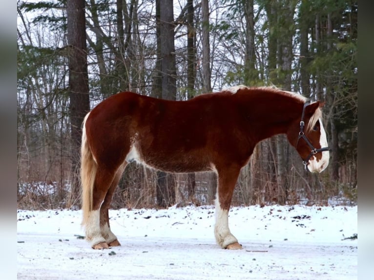 caballo de tiro Mestizo Caballo castrado 5 años 168 cm Alazán-tostado in Howell