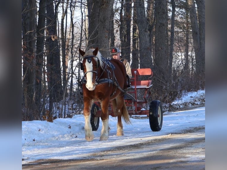 caballo de tiro Mestizo Caballo castrado 5 años 168 cm Alazán-tostado in Howell