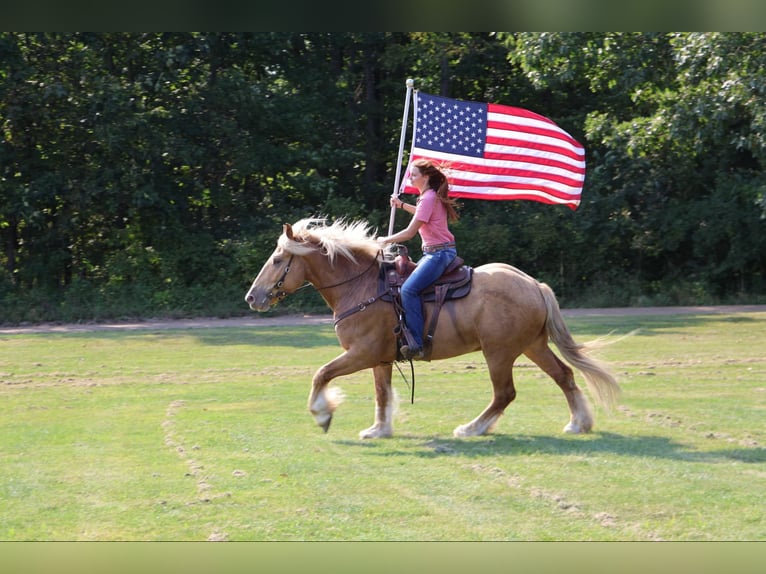 caballo de tiro Caballo castrado 5 años 168 cm in Howell, MI