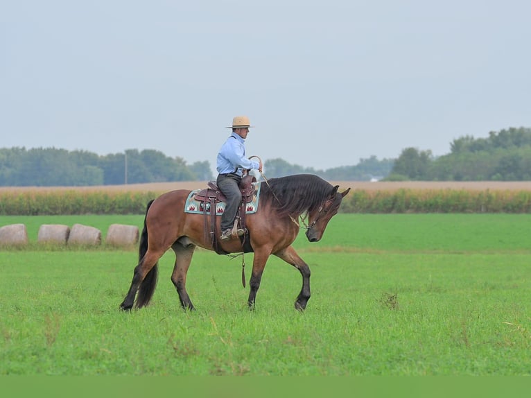 caballo de tiro Caballo castrado 5 años 168 cm Castaño rojizo in Fairbank IA