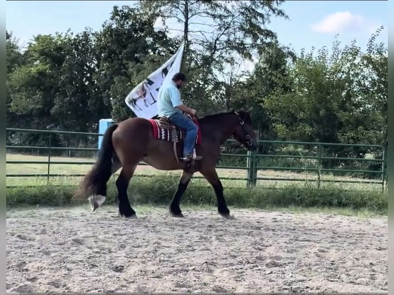 caballo de tiro Mestizo Caballo castrado 5 años 168 cm Castaño rojizo in Battle Creek