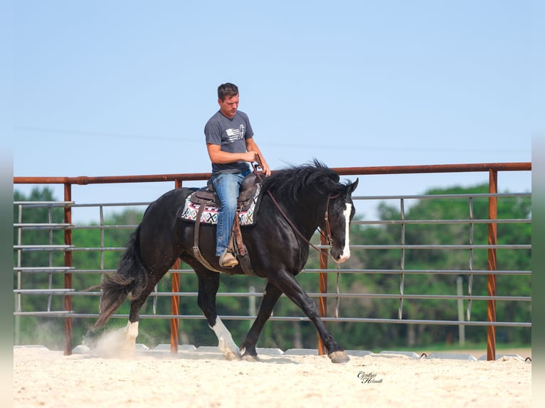 caballo de tiro Mestizo Caballo castrado 5 años 168 cm Negro in Fairbank