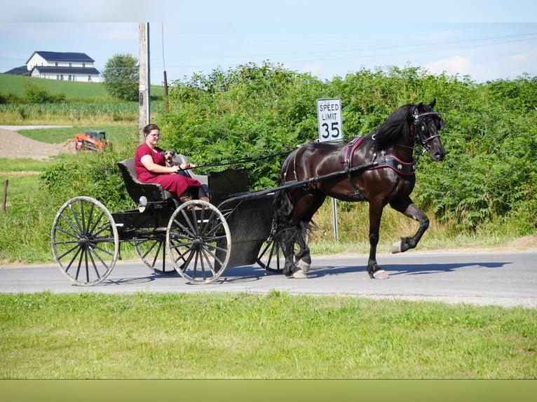 caballo de tiro Caballo castrado 5 años 168 cm Negro in Fresno, OH