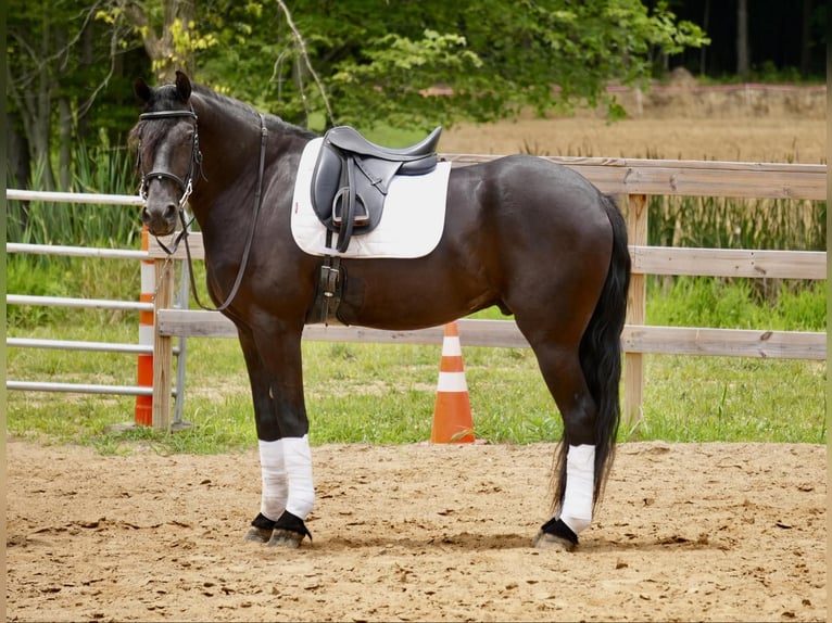 caballo de tiro Caballo castrado 5 años 168 cm Negro in Fresno, OH