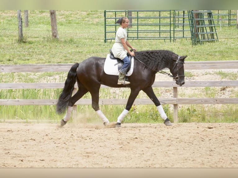 caballo de tiro Caballo castrado 5 años 168 cm Negro in Fresno, OH