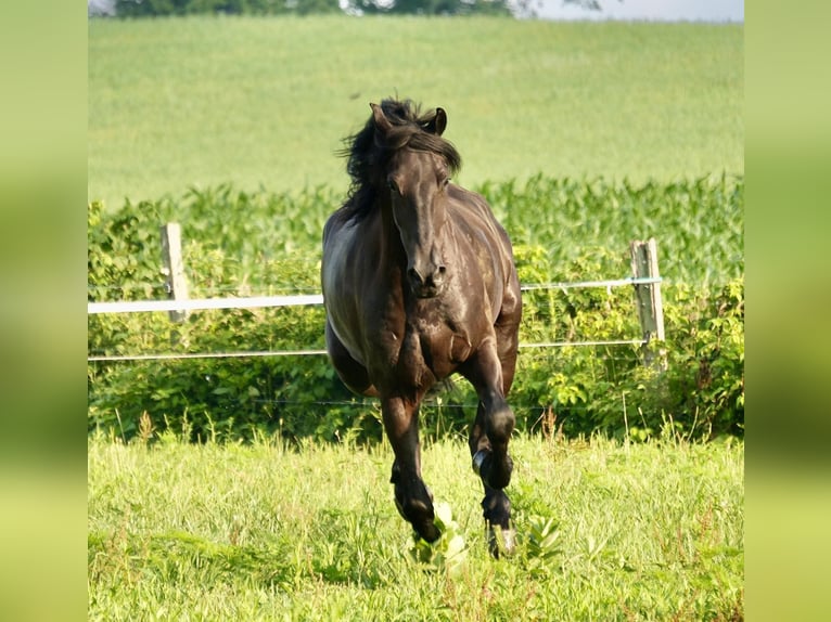 caballo de tiro Caballo castrado 5 años 168 cm Negro in Fresno, OH