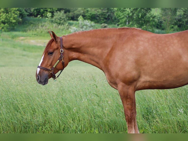 caballo de tiro Mestizo Caballo castrado 5 años 168 cm Red Dun/Cervuno in Dundee