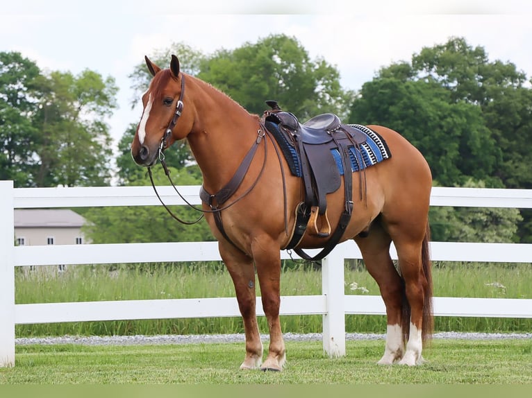 caballo de tiro Mestizo Caballo castrado 5 años 168 cm Red Dun/Cervuno in Dundee