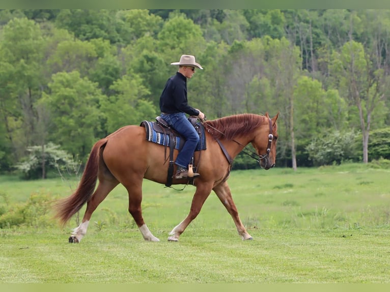 caballo de tiro Mestizo Caballo castrado 5 años 168 cm Red Dun/Cervuno in Dundee