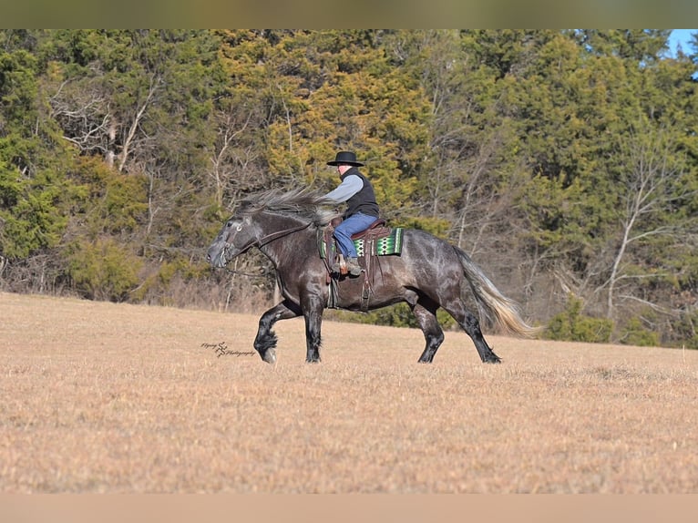 caballo de tiro Caballo castrado 5 años 168 cm Tordo in Fairbank