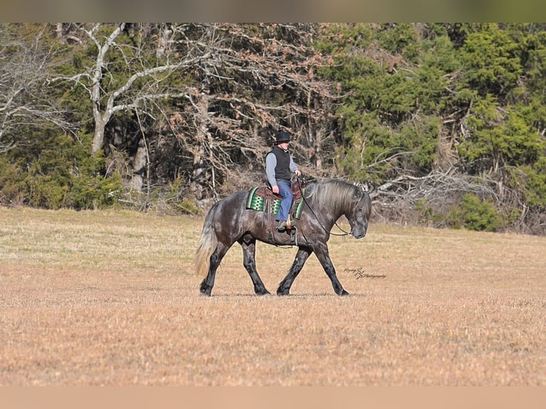 caballo de tiro Caballo castrado 5 años 168 cm Tordo in Fairbank