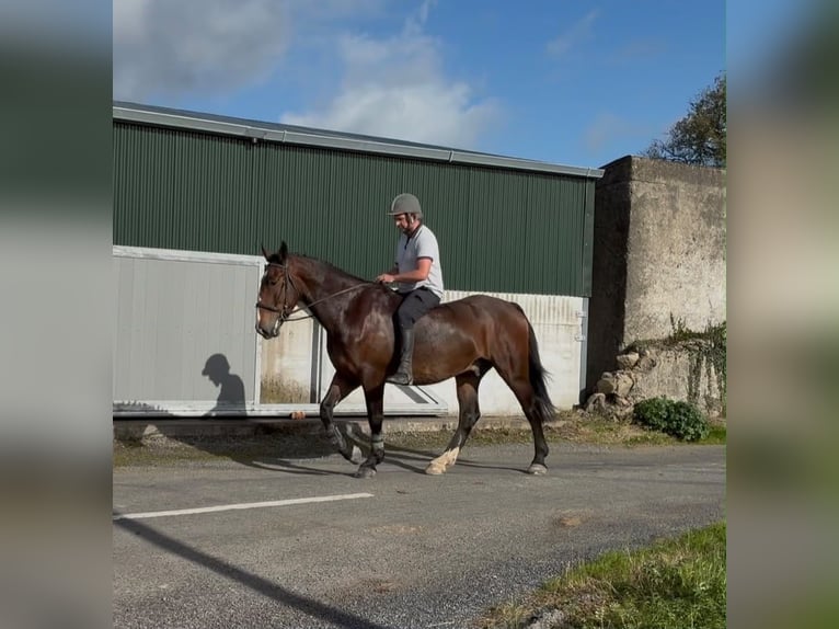 caballo de tiro Caballo castrado 5 años 170 cm Castaño in Sligo