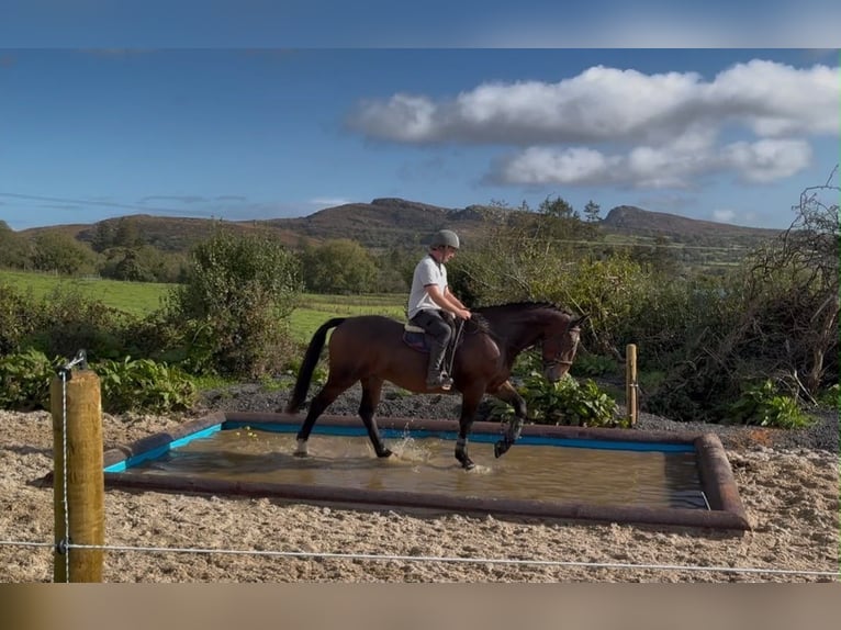 caballo de tiro Caballo castrado 5 años 170 cm Castaño in Sligo