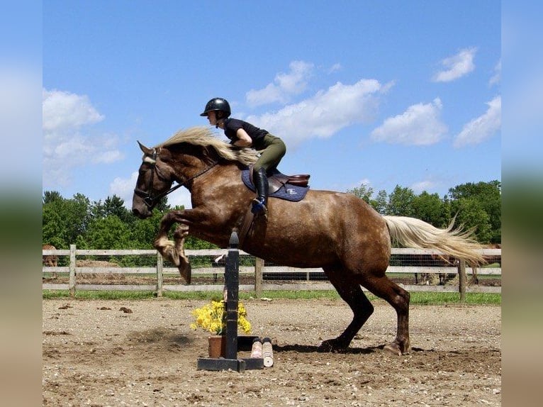 caballo de tiro Caballo castrado 5 años 170 cm Castaño in Howell, MI