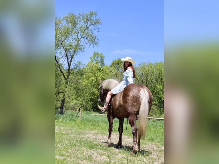 caballo de tiro Caballo castrado 5 años 170 cm Castaño in Howell, MI