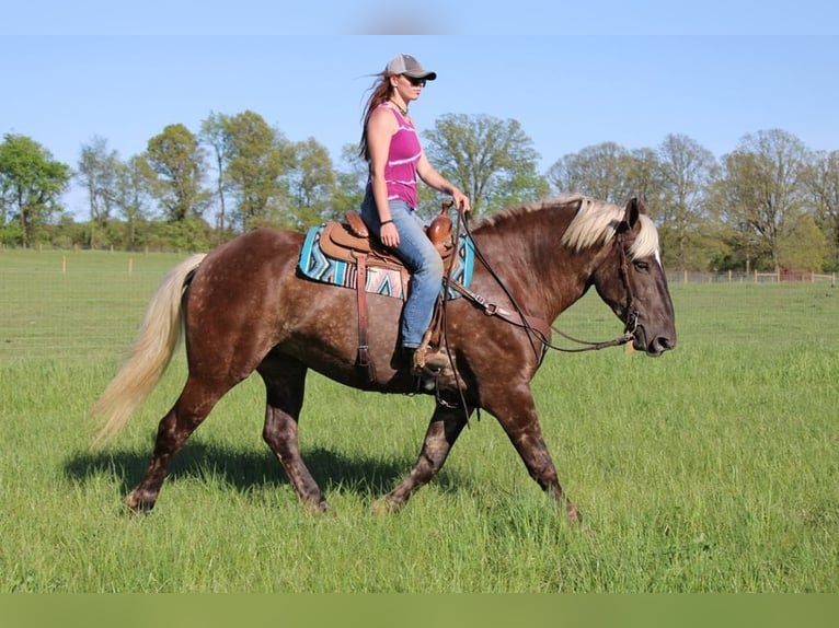 caballo de tiro Caballo castrado 5 años 170 cm Castaño in Howell, MI