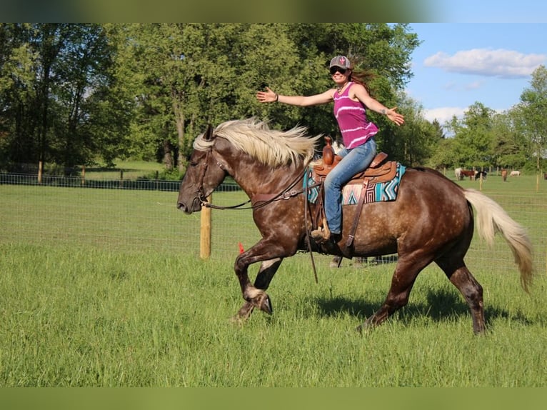 caballo de tiro Caballo castrado 5 años 170 cm Castaño in Howell, MI