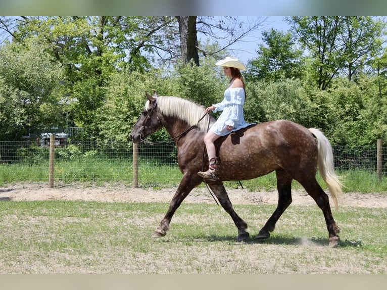 caballo de tiro Caballo castrado 5 años 170 cm Castaño in Howell, MI