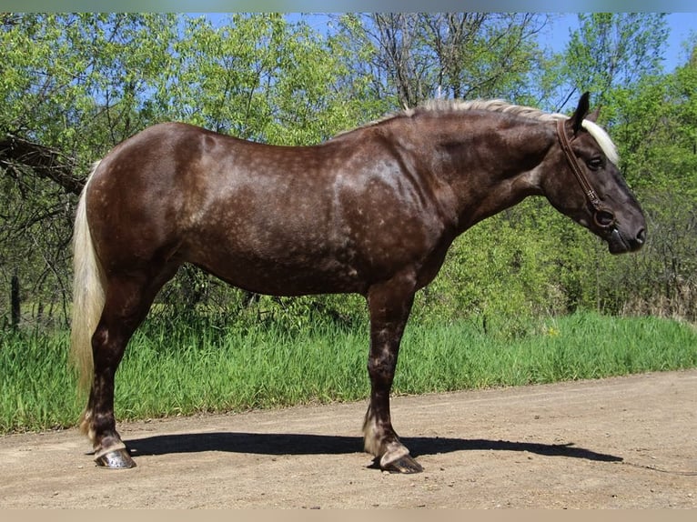 caballo de tiro Caballo castrado 5 años 170 cm Castaño in Howell, MI