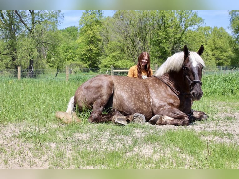 caballo de tiro Caballo castrado 5 años 170 cm Castaño in Howell, MI