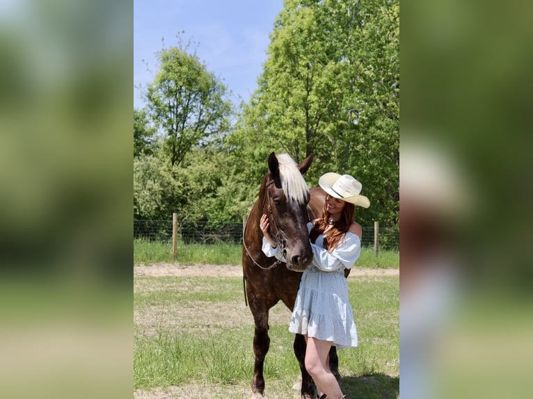 caballo de tiro Caballo castrado 5 años 170 cm Castaño in Howell, MI