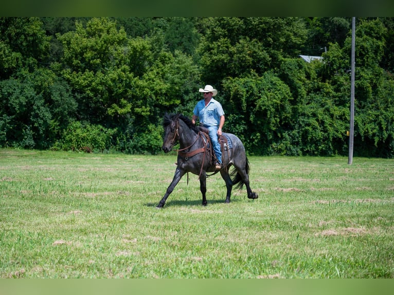 caballo de tiro Caballo castrado 5 años 170 cm Ruano azulado in Middletown OH